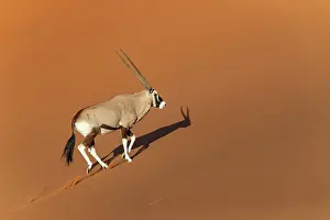 Oryx: GEMSBOK