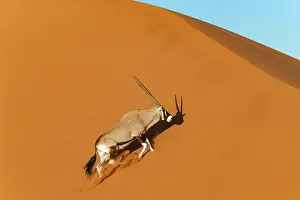 Oryx: GEMSBOK
