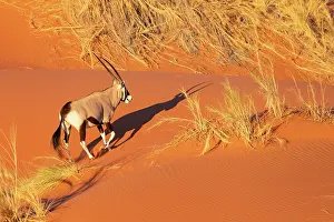 Oryx: GEMSBOK