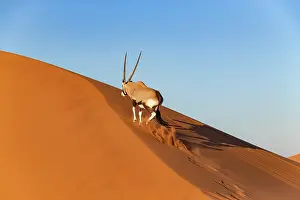 Oryx: GEMSBOK