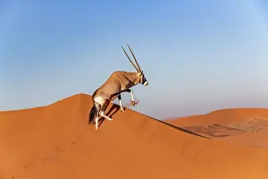 Oryx: GEMSBOK