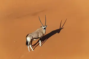 Oryx: GEMSBOK