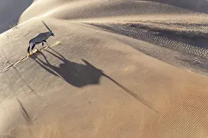 Oryx: GEMSBOK