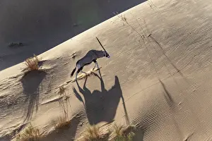 Oryx: GEMSBOK