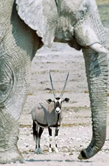 Gemsboks: GEMSBOK - together with an African elephant (Loxodonta
