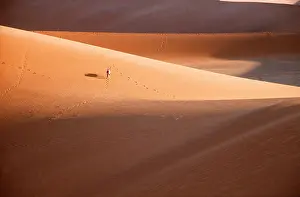 Gemsboks: GEMSBOK - Bull roaming in Namib Desert