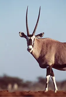 Rungnapa Sasitorn: GEMSBOK - close-up of front half, standing