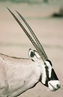 Antelopes: GEMSBOK - close-up side view of head and horns