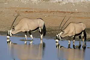 Gemsboks: GEMSBOK - drinking at waterhole