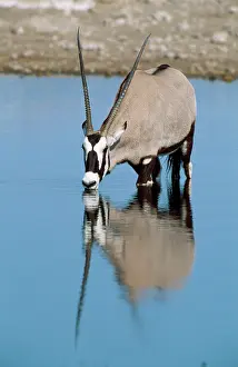 Gemsboks: GEMSBOK - drinking, at a waterhole