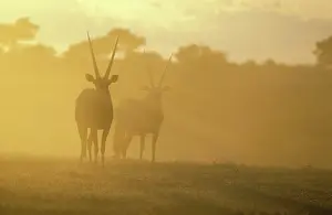 Gemsboks: Gemsbok - In the early morning