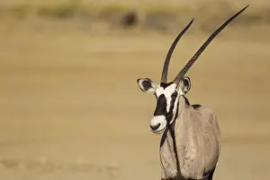Gemsboks: Gemsbok - female - Kalahari Desert, Kgalagadi Transfrontier