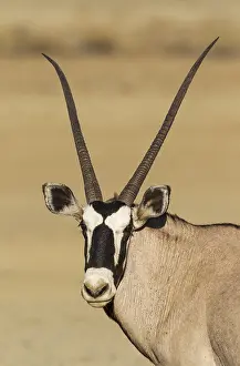 Gemsboks: Gemsbok - female - Kalahari Desert, Kgalagadi Transfrontier