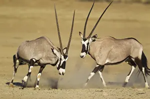 Gemsboks: Gemsbok - females - have been fighting - Kalahari