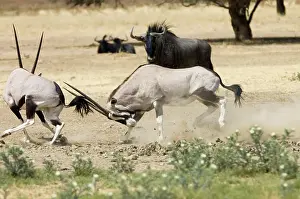 Gemsboks: Gemsbok fight - Bulls fighting at waterhole in