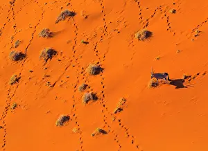 Gemsbuck: Gemsbok or gemsbuck (Oryx gazella), Namib Desert