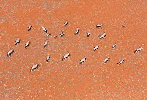 Gemsbuck: Gemsbok or gemsbuck (Oryx gazella), Namib Desert