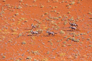 Gemsbuck: Gemsbok or gemsbuck (Oryx gazella), Namib Desert