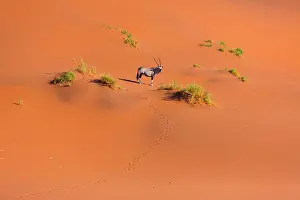 Gemsbuck: Gemsbok or gemsbuck (Oryx gazella), Namib Desert
