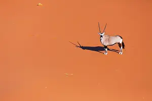 Gemsbuck: Gemsbok or gemsbuck (Oryx gazella), Namib Desert