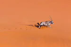 Gemsbuck: Gemsbok or gemsbuck (Oryx gazella), Namib Desert