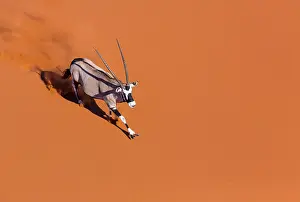 Gemsbuck: Gemsbok or gemsbuck (Oryx gazella), Namib Desert