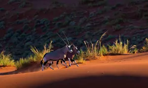 Gemsbuck: Gemsbok or gemsbuck (Oryx gazella), Namib Desert
