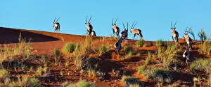 Gemsbuck: Gemsbok or gemsbuck (Oryx gazella), Namib Desert