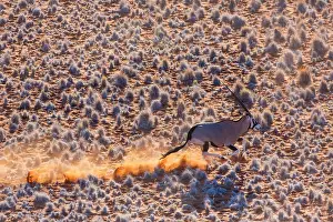 Gemsbuck: Gemsbok or gemsbuck (Oryx gazella), Namib Desert