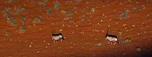 Gemsbuck: Gemsbok or gemsbuck (Oryx gazella), Namib Desert