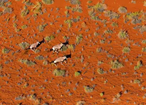 Gemsbuck: Gemsbok or gemsbuck (Oryx gazella), Namib Desert