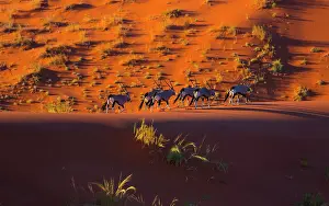 Gemsbuck: Gemsbok or gemsbuck (Oryx gazella), Namib Desert