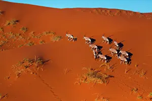 Gemsbuck: Gemsbok or gemsbuck (Oryx gazella), Namib Desert