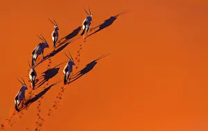 Gemsbuck: Gemsbok or gemsbuck (Oryx gazella), Namib Desert