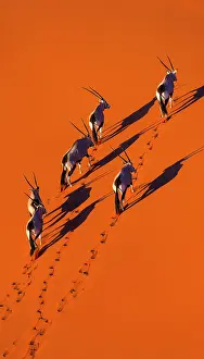 Gemsbuck: Gemsbok or gemsbuck (Oryx gazella), Namib Desert