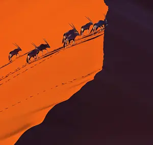 Gemsbuck: Gemsbok or gemsbuck (Oryx gazella), Namib Desert