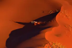 Gemsbuck: Gemsbok or gemsbuck (Oryx gazella), Namib Desert