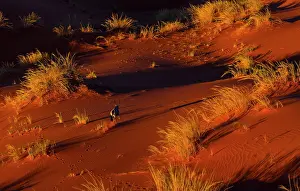 Gemsbuck: Gemsbok or gemsbuck (Oryx gazella), Namib Desert