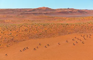 Gemsbuck: Gemsbok or gemsbuck (Oryx gazella), Namib Desert
