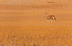 Gemsbuck: Gemsbok or gemsbuck (Oryx gazella), Namib Desert