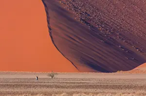 Gemsbuck: Gemsbok or gemsbuck (Oryx gazella), Namib Desert