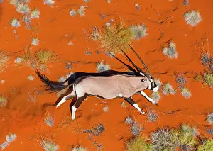 Gemsbuck: Gemsbok or gemsbuck (Oryx gazella), Namib Desert