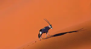 Gemsbuck: Gemsbok or gemsbuck (Oryx gazella), Namib Desert