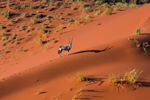 Gemsbuck: Gemsbok or gemsbuck (Oryx gazella), Namib Desert