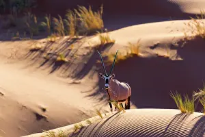 Gemsbuck: Gemsbok or gemsbuck (Oryx gazella), Namib Desert