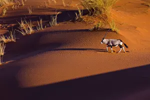 Gemsbuck: Gemsbok or gemsbuck (Oryx gazella), Namib Desert