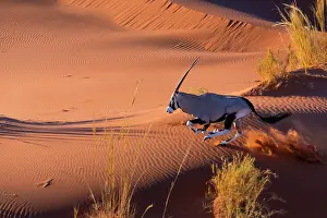 Gemsbuck: Gemsbok or gemsbuck (Oryx gazella), Namib Desert