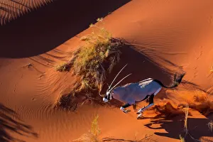 Gemsbuck: Gemsbok or gemsbuck (Oryx gazella), Namib Desert