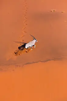 Gemsbuck: Gemsbok or gemsbuck (Oryx gazella), Namib Desert