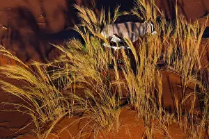 Gemsbuck: Gemsbok or gemsbuck (Oryx gazella), Namib Desert